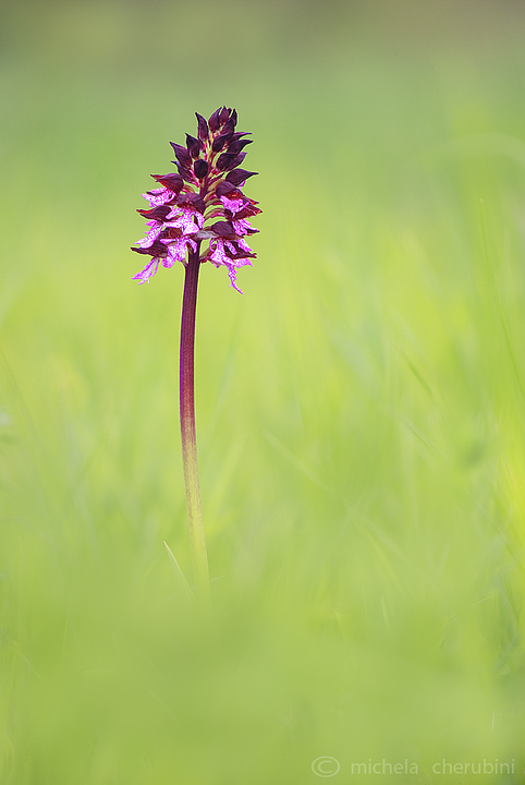 varie forme della purpurea